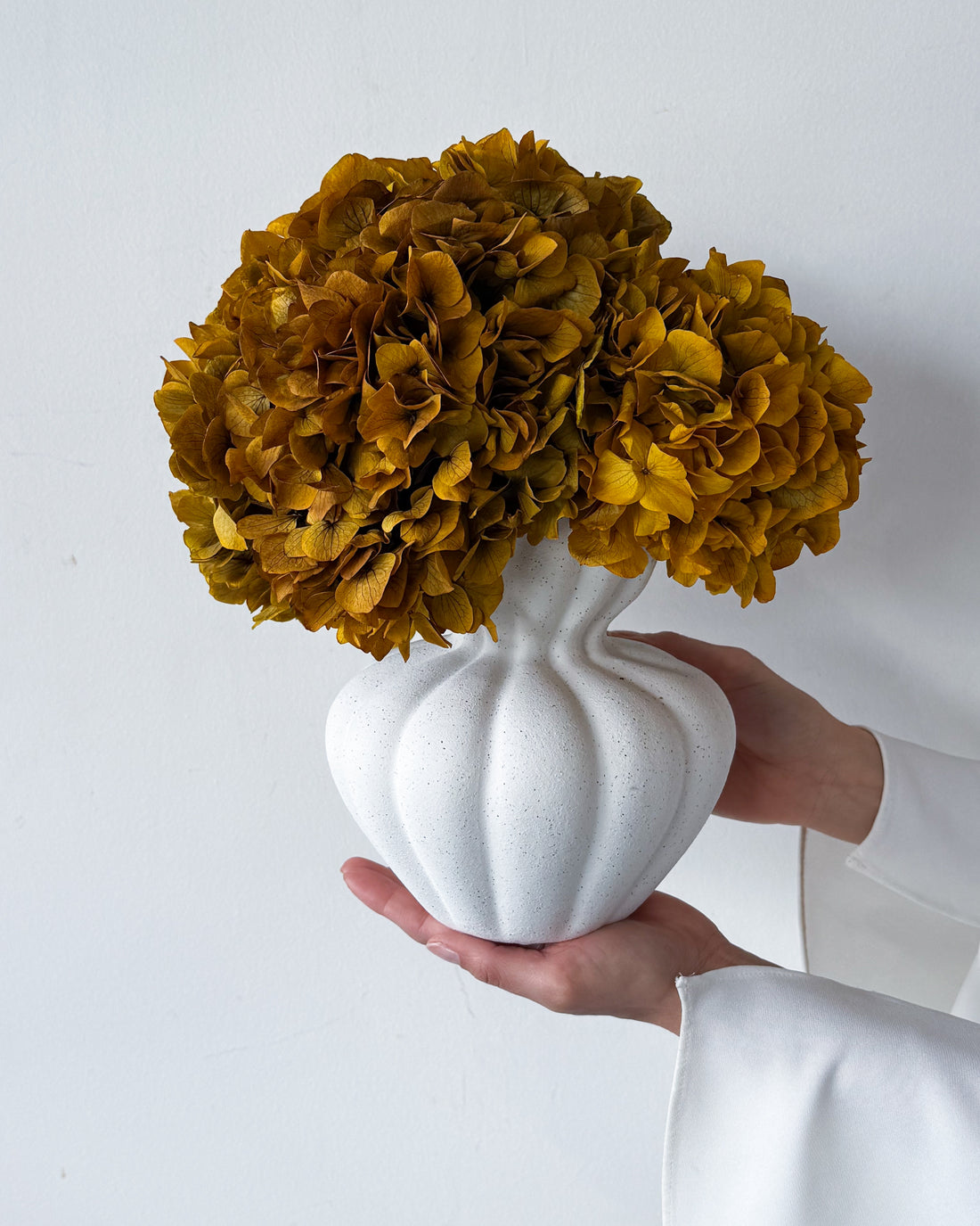 AURELIA PRESERVED AUTUMN HYDRANGEA IN WHITE VASE