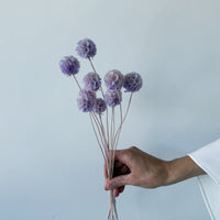 PRESERVED SCABIOSA | LILAC