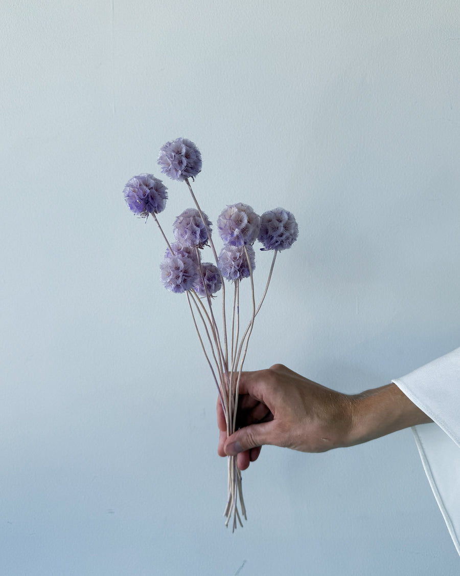 PRESERVED SCABIOSA | LILAC