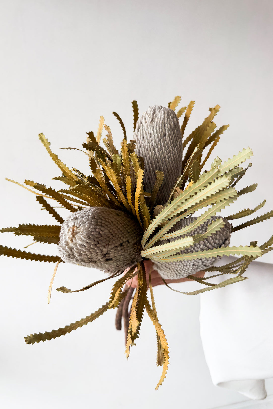 DRIED BANKSIA HOOKERIANA I NATURAL