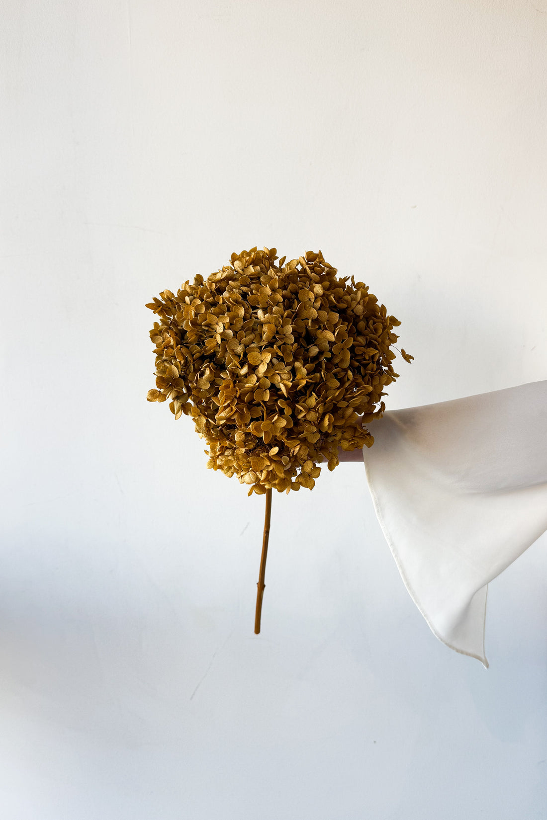 PRESERVED HYDRANGEA STEM | NATURAL | SMALL-LEAF