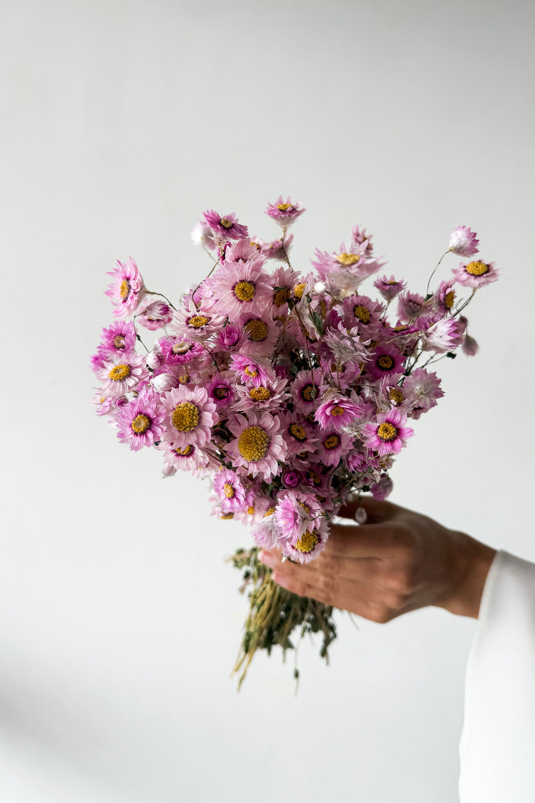 Blossom dried daisies by The Palmier, detail view