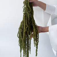 PRESERVED AMARANTHUS | OLIVE GREEN