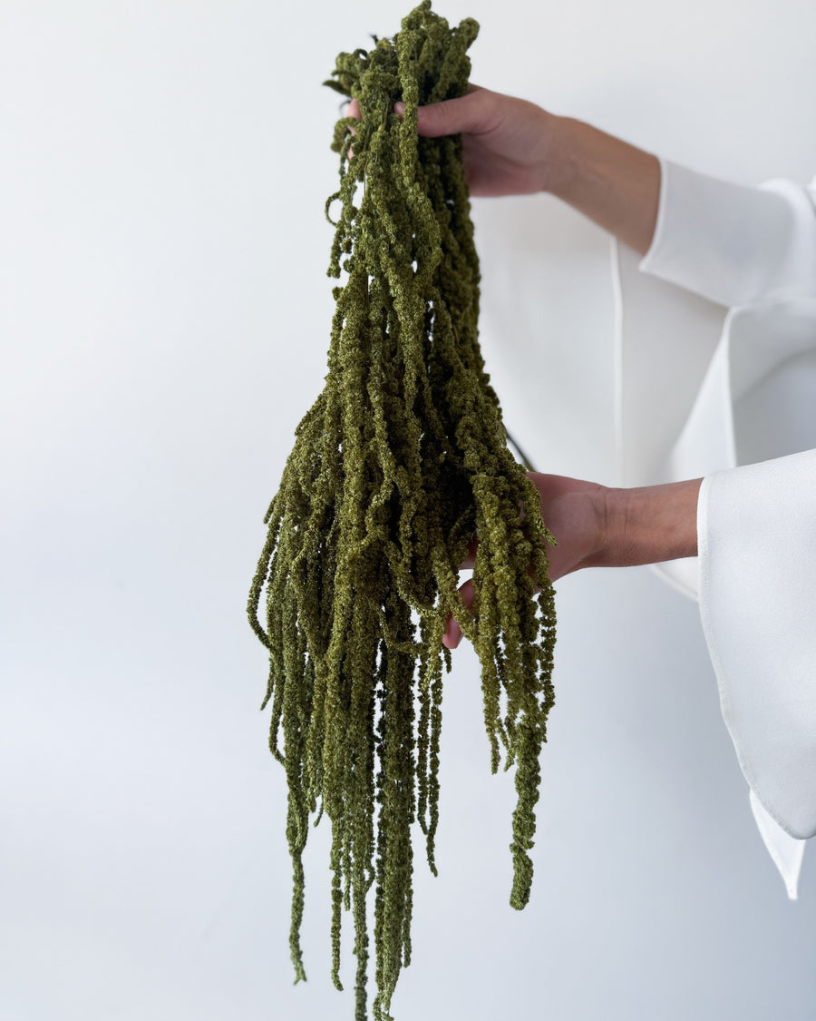 PRESERVED AMARANTHUS | OLIVE GREEN