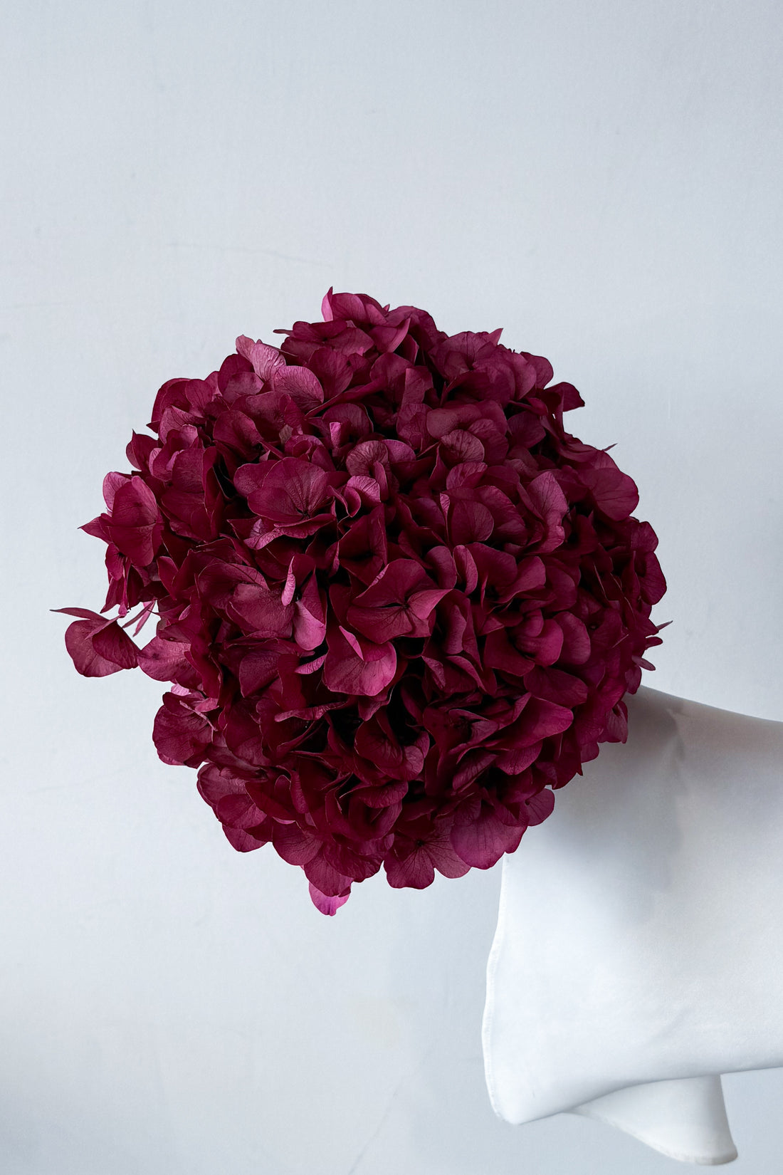 PRESERVED HYDRANGEA STEM I GIGI PINK I LARGE-LEAF
