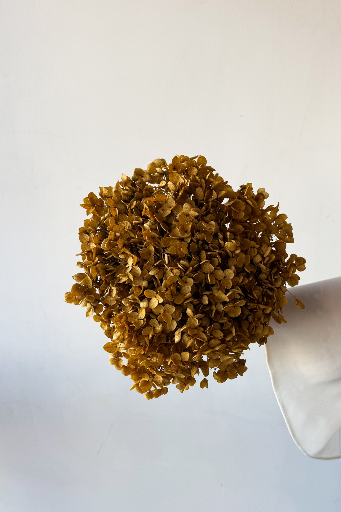 PRESERVED HYDRANGEA STEM | NATURAL | SMALL-LEAF