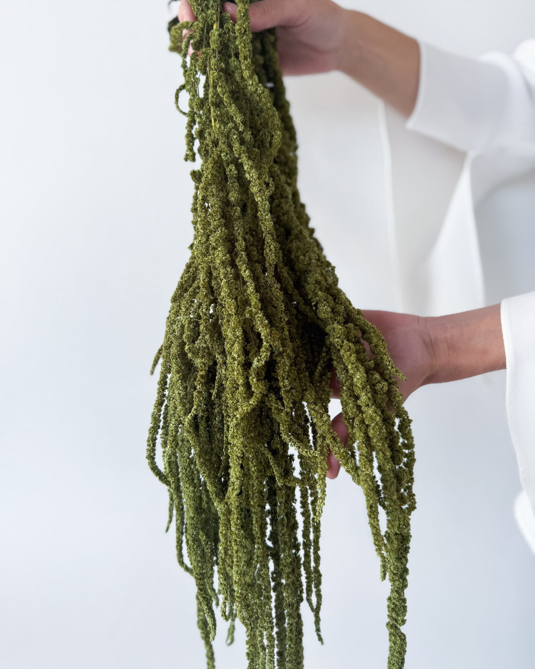 PRESERVED AMARANTHUS | OLIVE GREEN