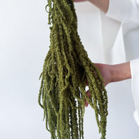 PRESERVED AMARANTHUS | OLIVE GREEN