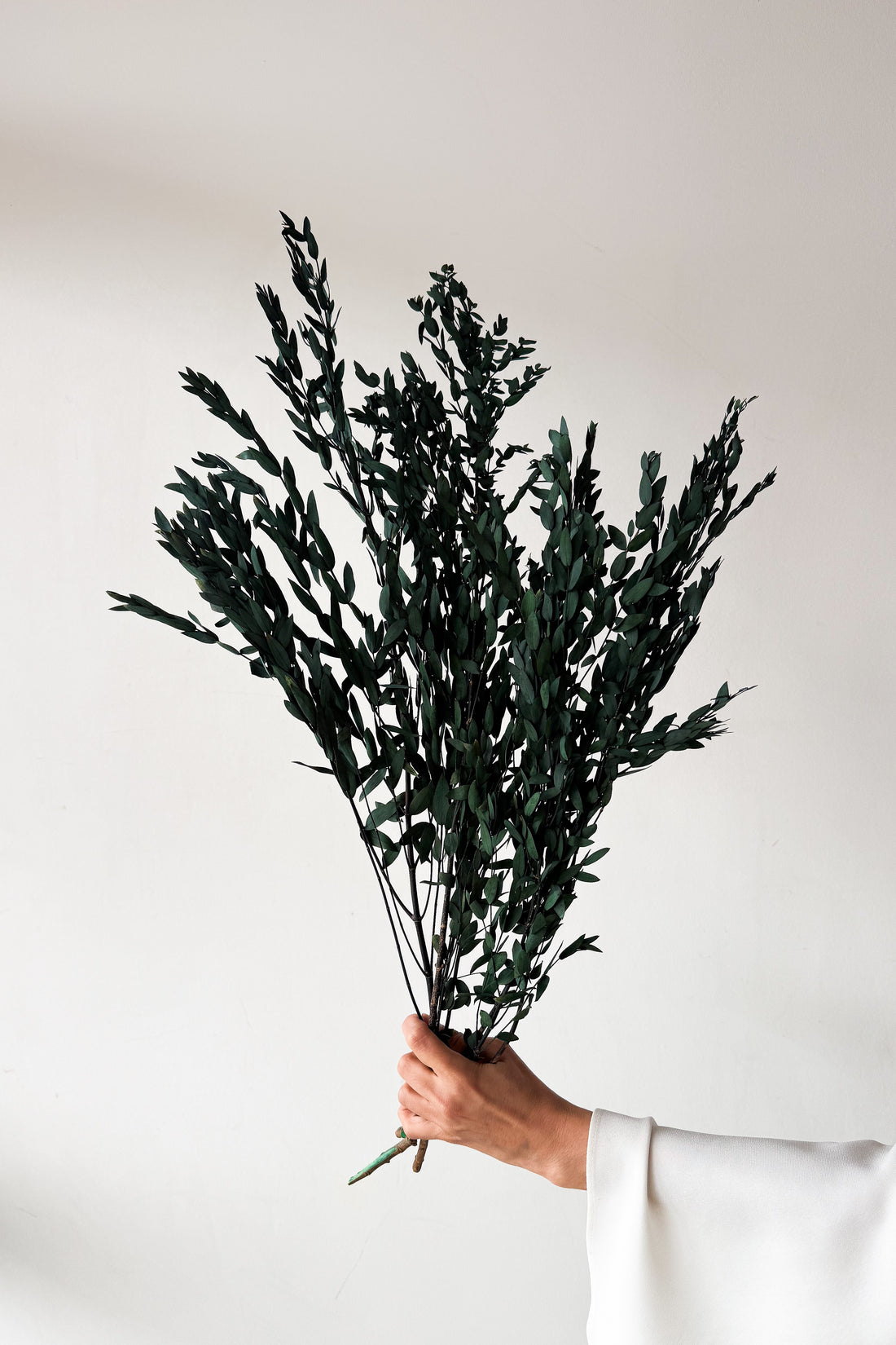PRESERVED SMALL-LEAF GUM | DEEP SEA GREEN