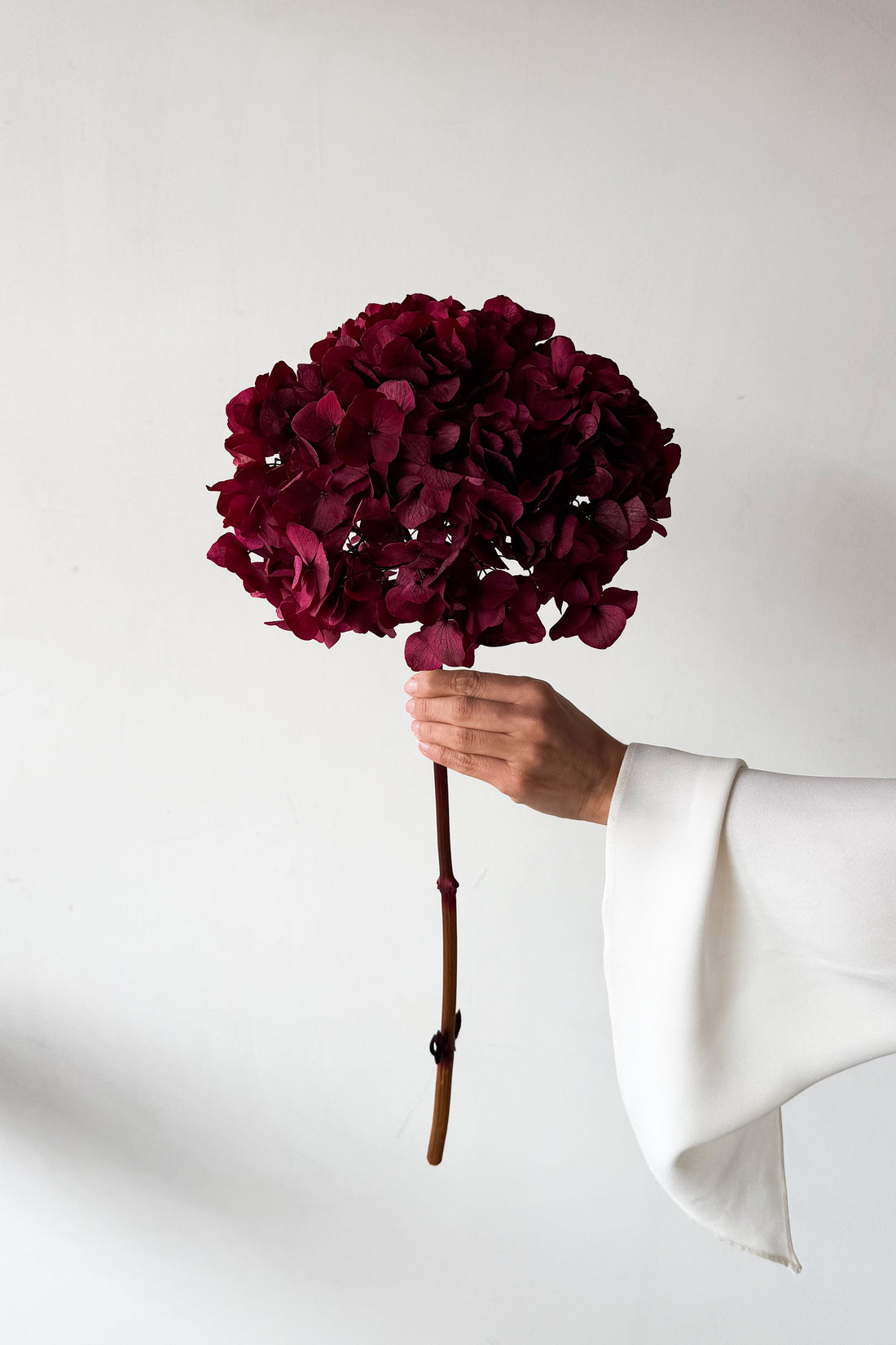 PRESERVED HYDRANGEA STEM I RASPBERRY I LARGE-LEAF