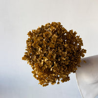 PRESERVED HYDRANGEA STEM | NATURAL | SMALL-LEAF