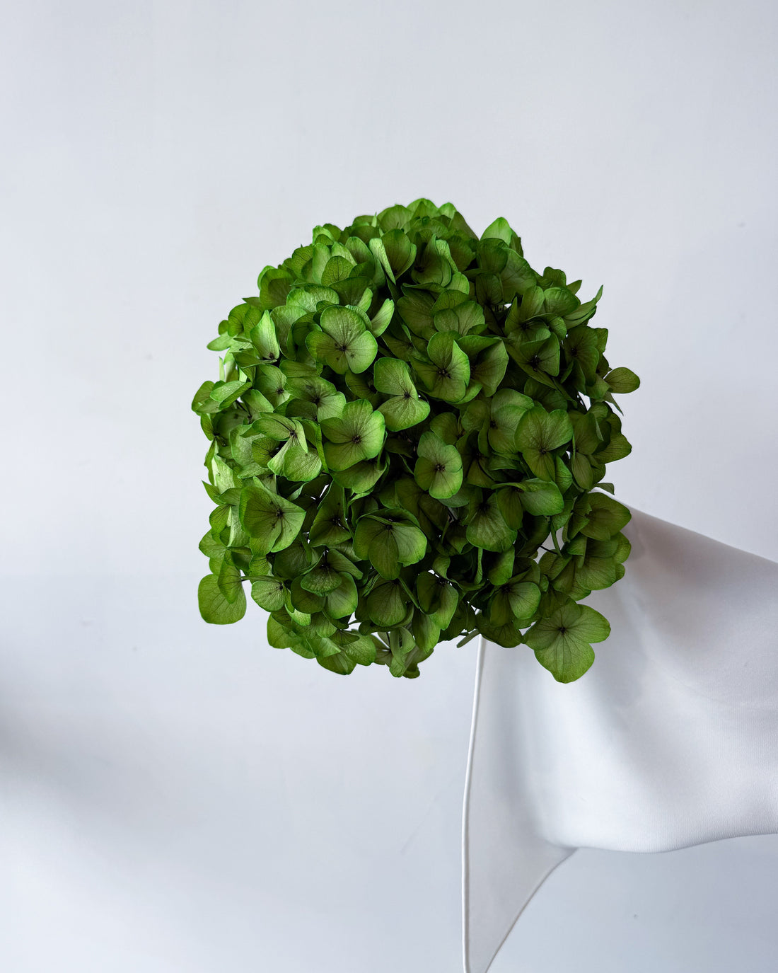 PRESERVED HYDRANGEA STEM I KELLY GREEN I LARGE-LEAF