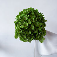PRESERVED HYDRANGEA STEM I KELLY GREEN I LARGE-LEAF
