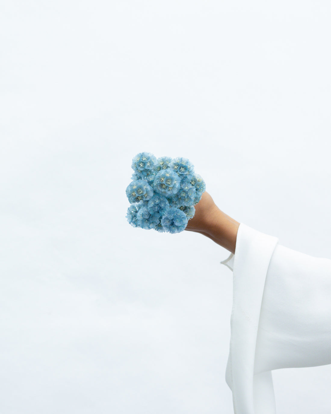 PRESERVED SCABIOSA | GREY BLUE