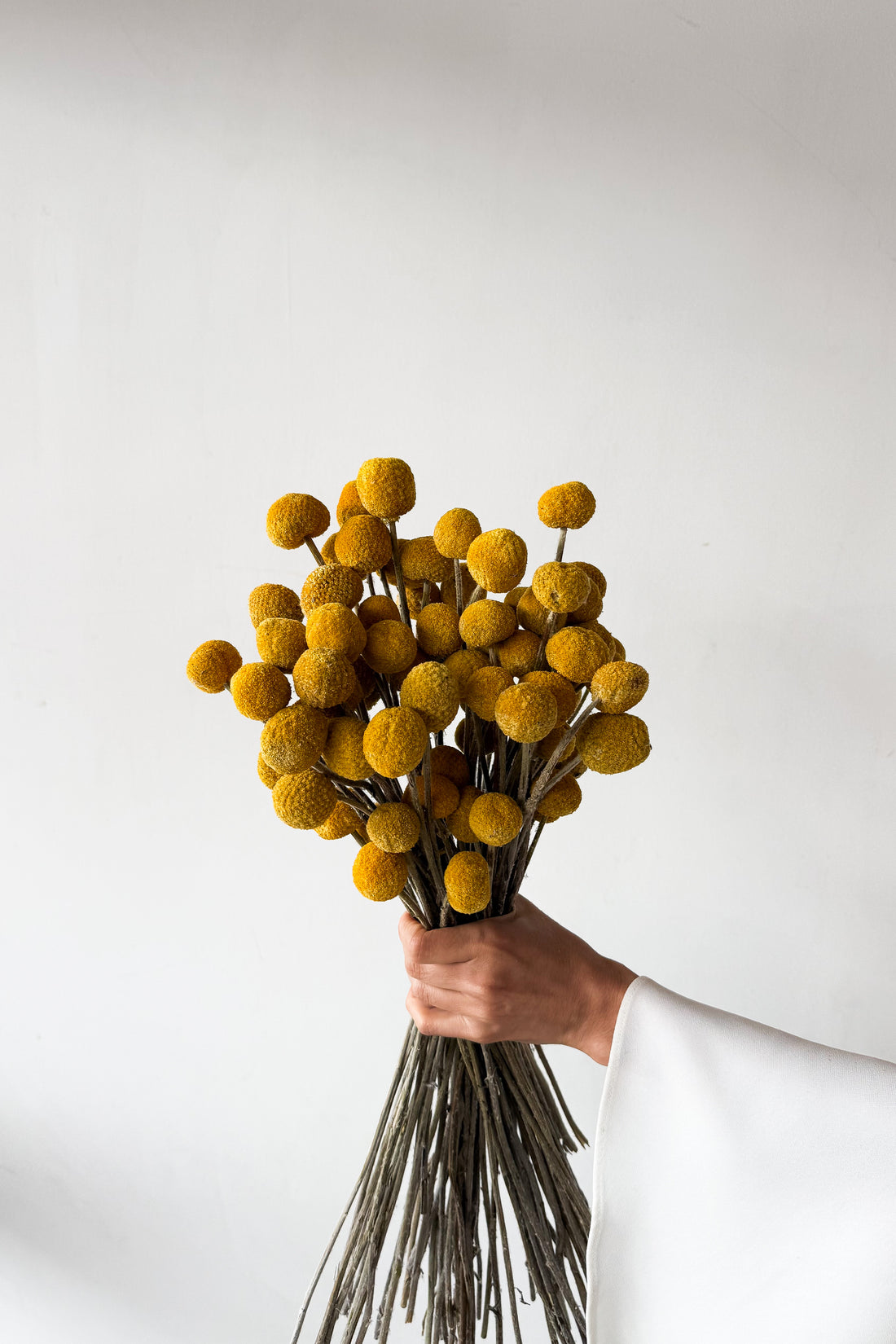 DRIED BILLY BUTTONS | NATURAL YELLOW