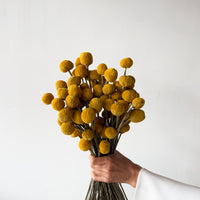 DRIED BILLY BUTTONS | NATURAL YELLOW