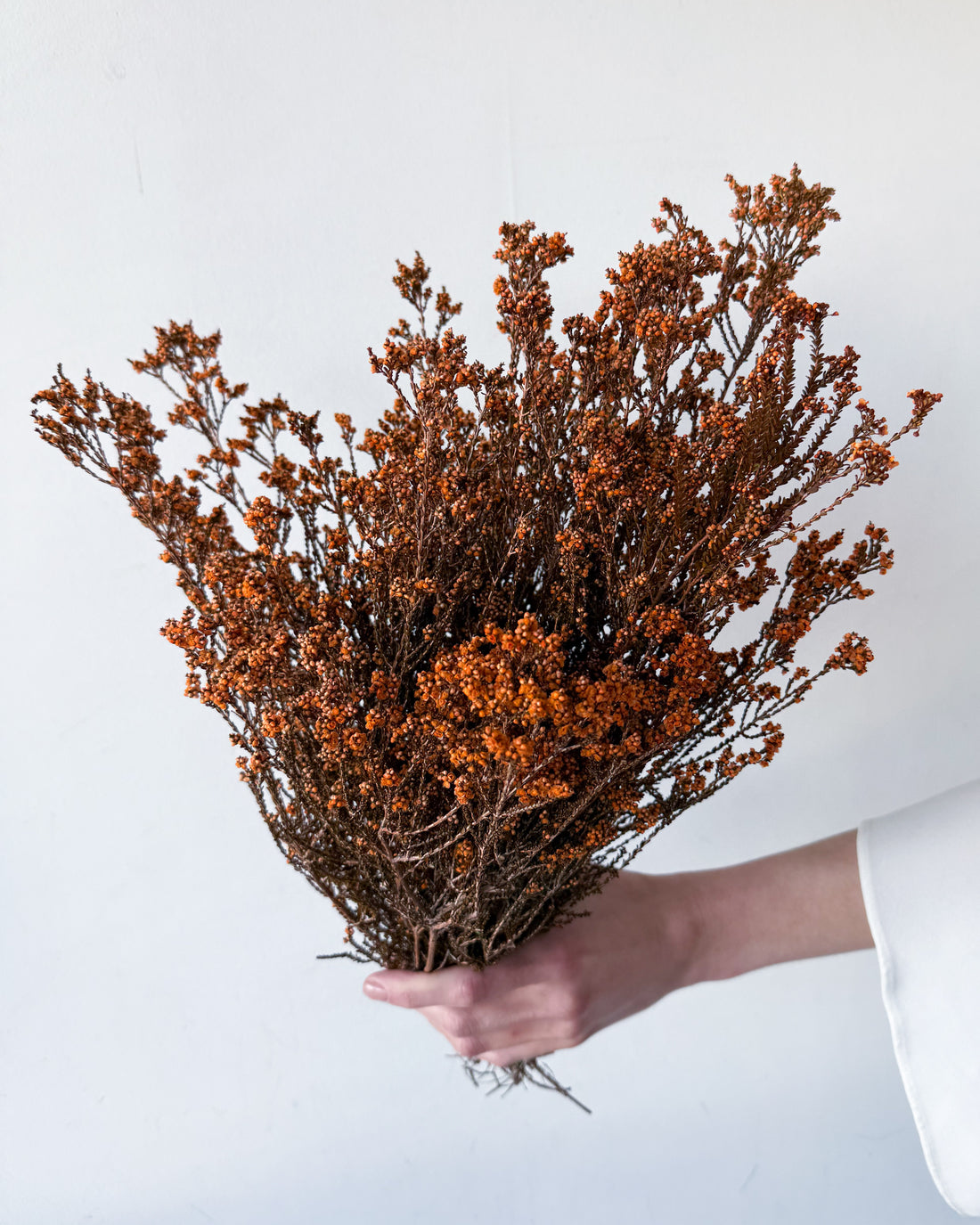 DRIED SCHOLTZIA | BURNT ORANGE