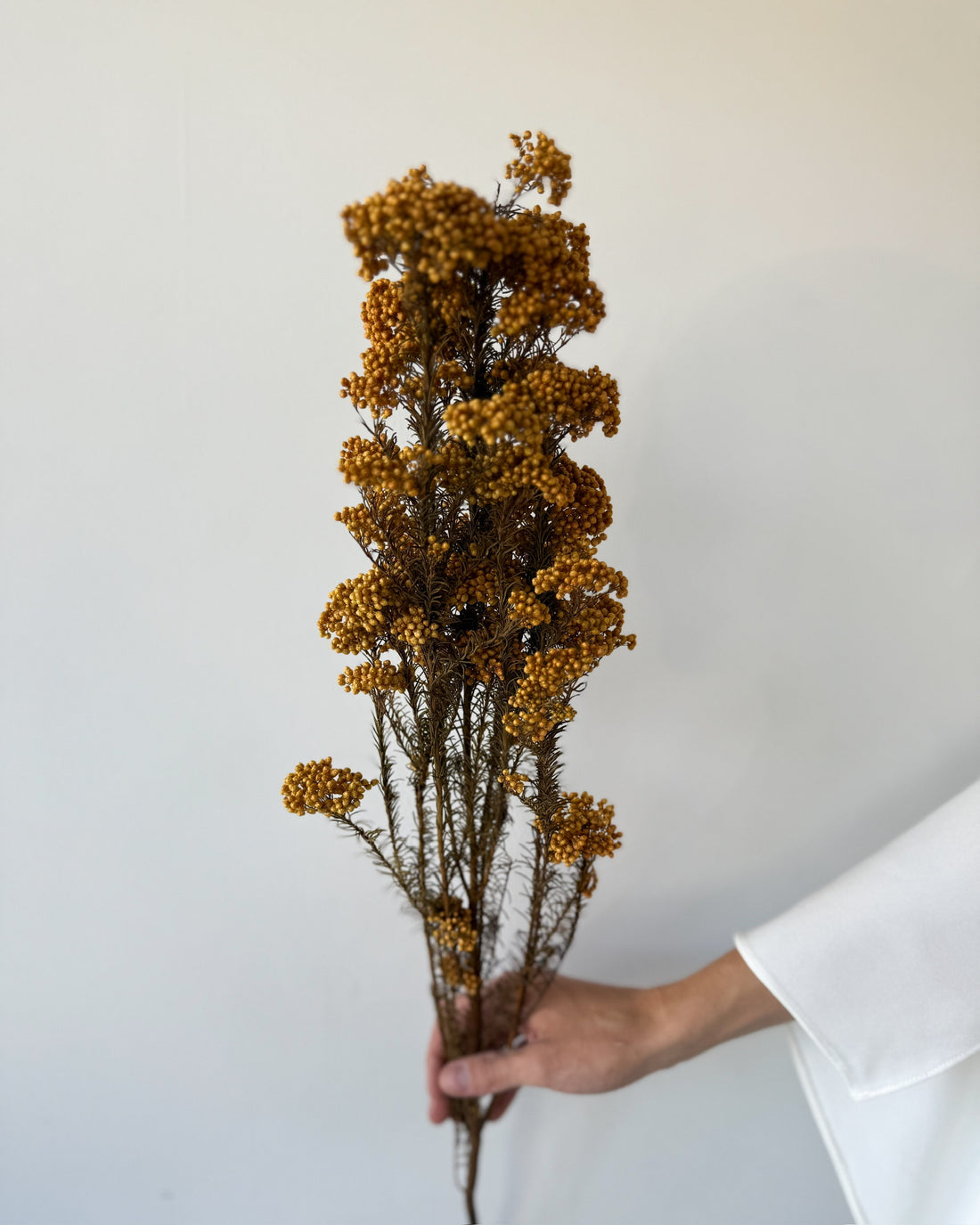 PRESERVED RICE FLOWER | AUTUMN