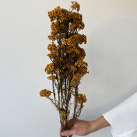 PRESERVED RICE FLOWER | AUTUMN