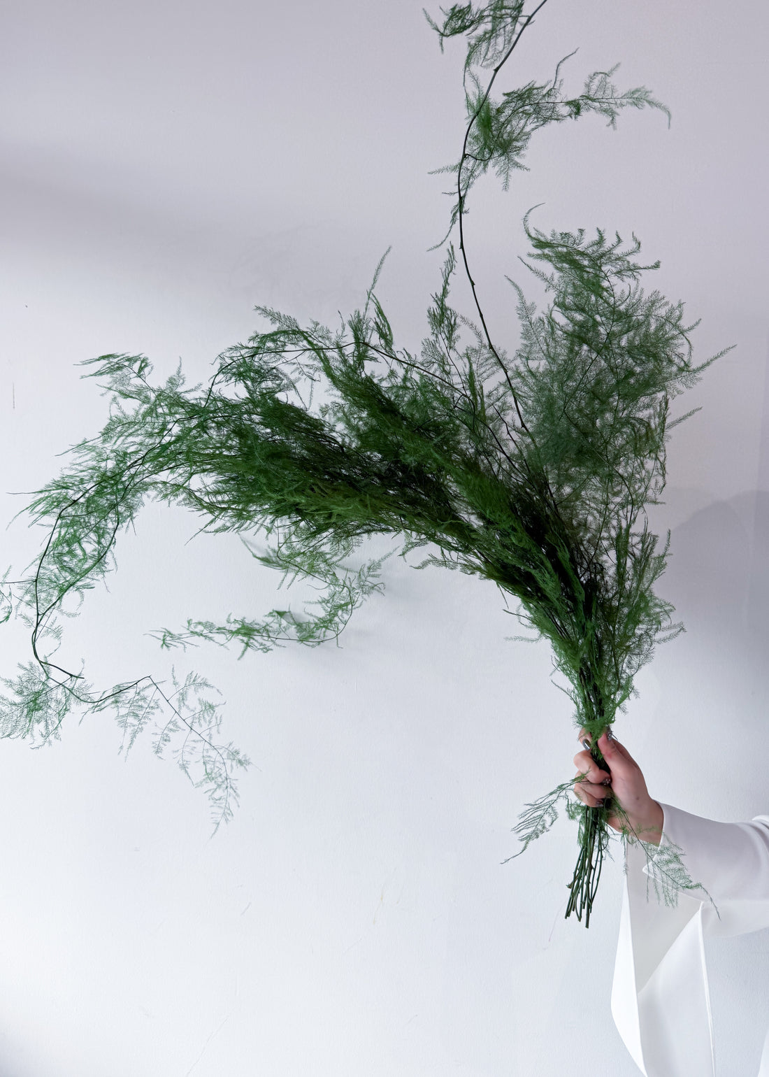 PRESERVED FINE FERN | GREEN