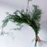 PRESERVED FINE FERN | GREEN