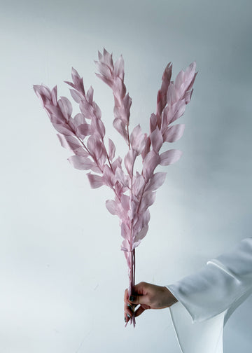 ISRAEILI RUSCUS | LILAC