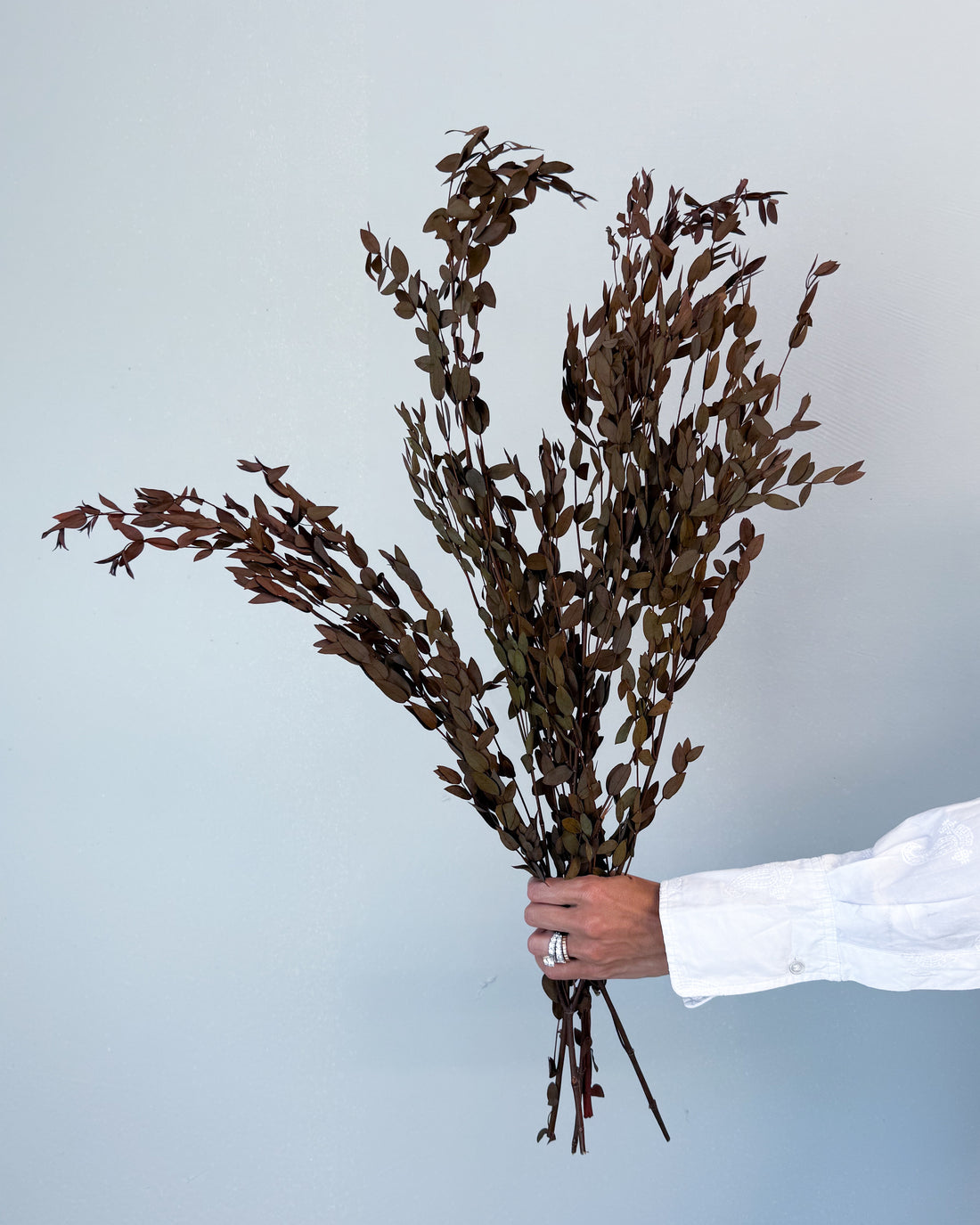 PRESERVED SMALL-LEAF GUM | DEEP NATURAL