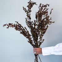 PRESERVED SMALL-LEAF GUM | DEEP NATURAL