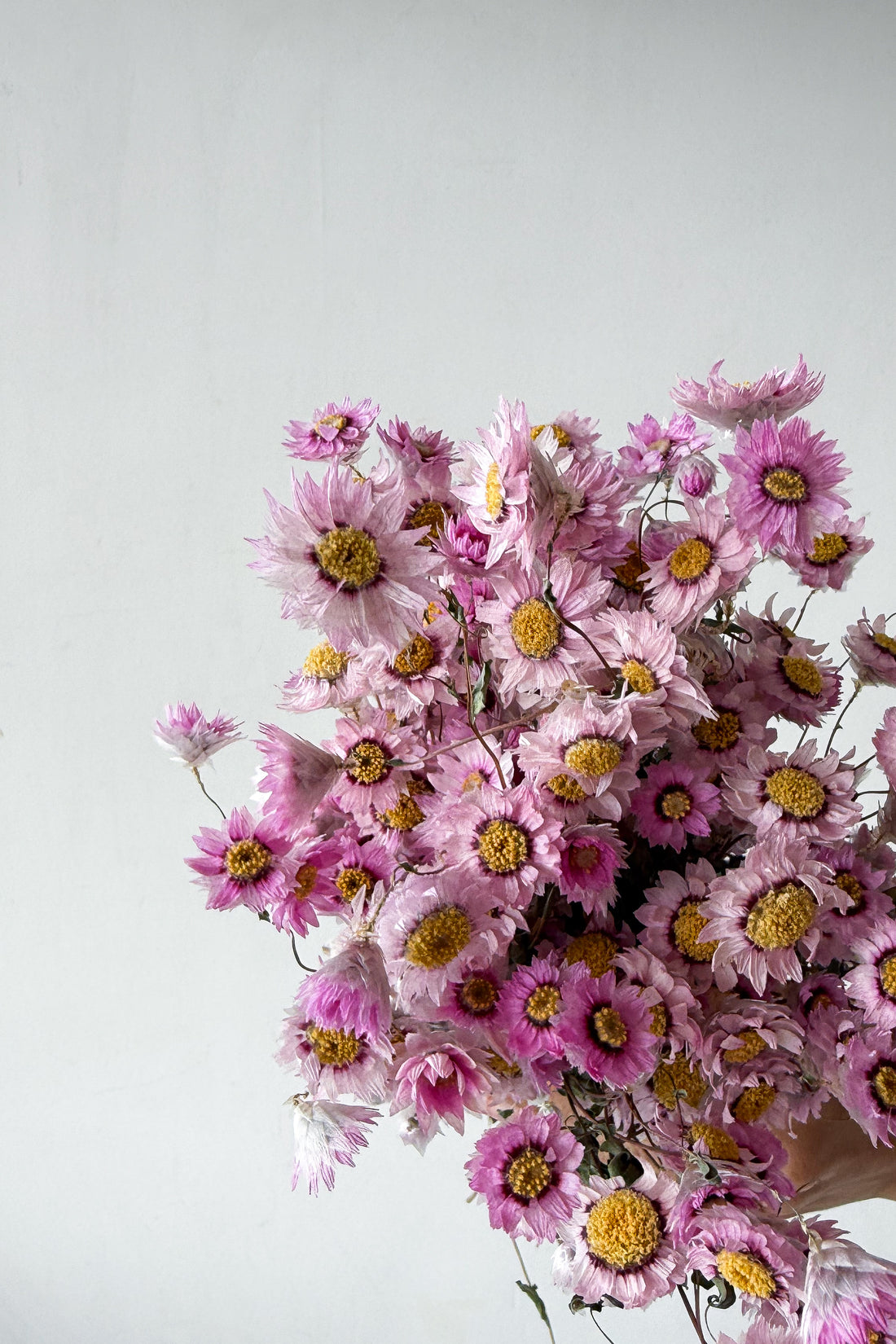 Blossom dried daisies by The Palmier, close detail