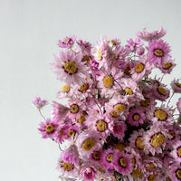 Blossom dried daisies by The Palmier, close detail