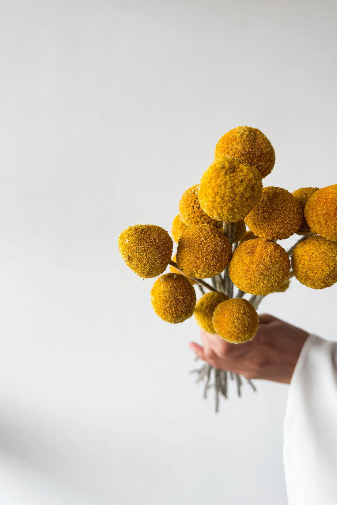 DRIED BILLY BUTTONS | NATURAL YELLOW