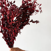 PRESERVED SMALL-LEAF GUM | MARONE-RED