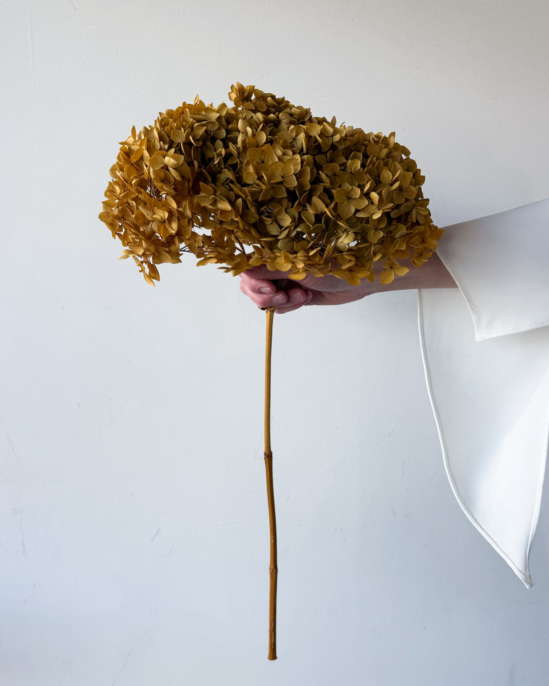 PRESERVED HYDRANGEA STEM | NATURAL | SMALL-LEAF