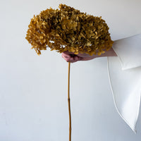 PRESERVED HYDRANGEA STEM | NATURAL | SMALL-LEAF
