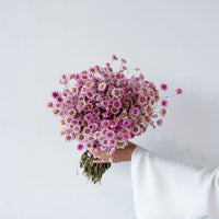 DRIED DAISIES BOUQUET | BLOSSOM