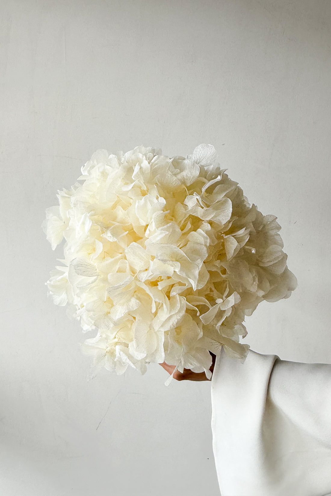 PRESERVED HYDRANGEA STEM I WHITE I LARGE-LEAF