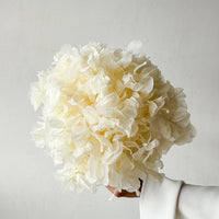 PRESERVED HYDRANGEA STEM I WHITE I LARGE-LEAF