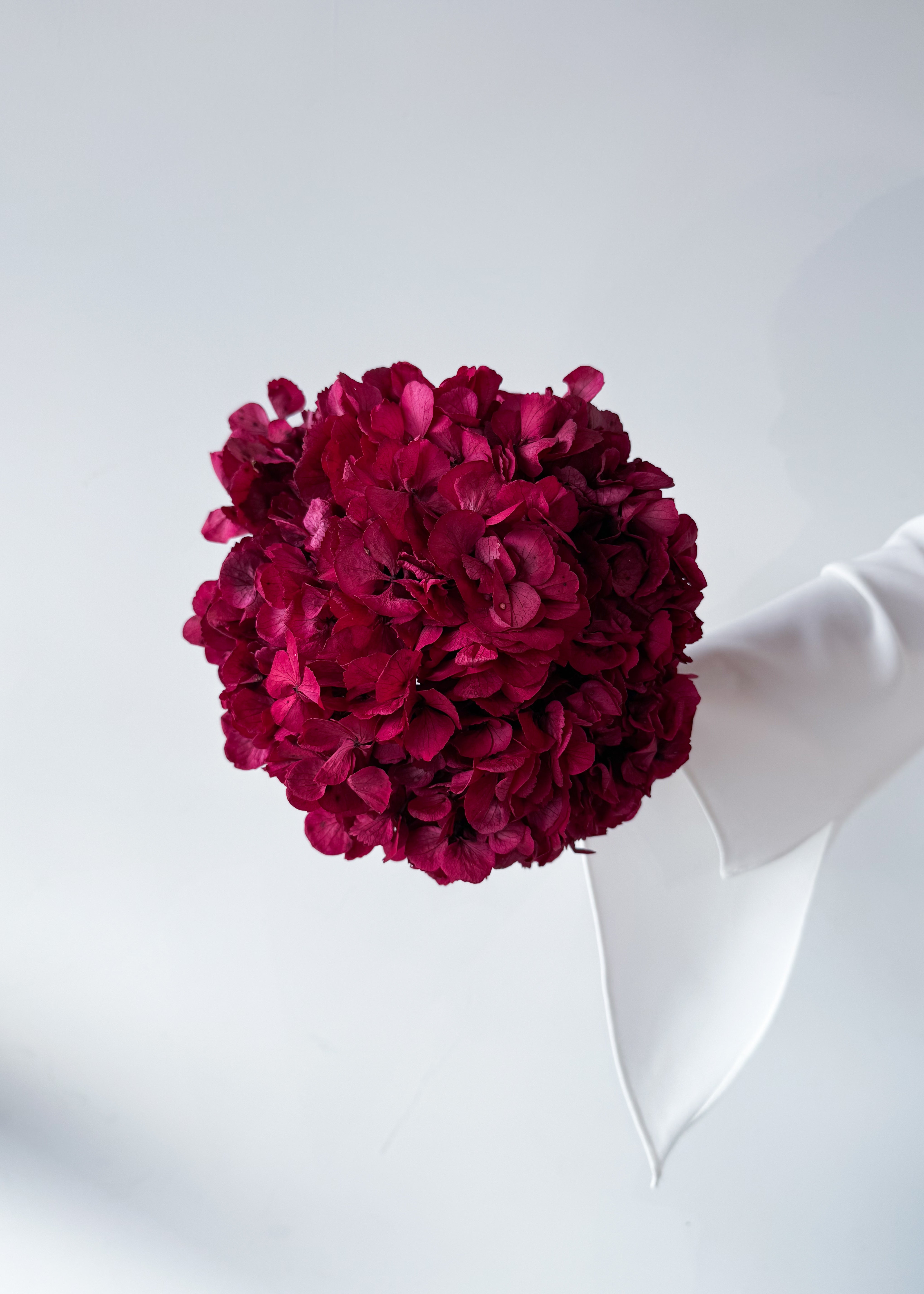 PRESERVED HYDRANGEA STEM I BURGUNDY I LARGE-LEAF