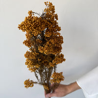 PRESERVED RICE FLOWER | AUTUMN