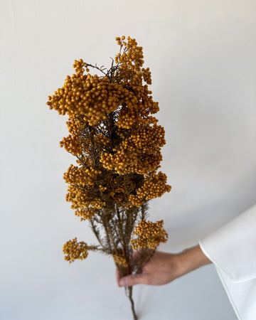 PRESERVED RICE FLOWER | AUTUMN