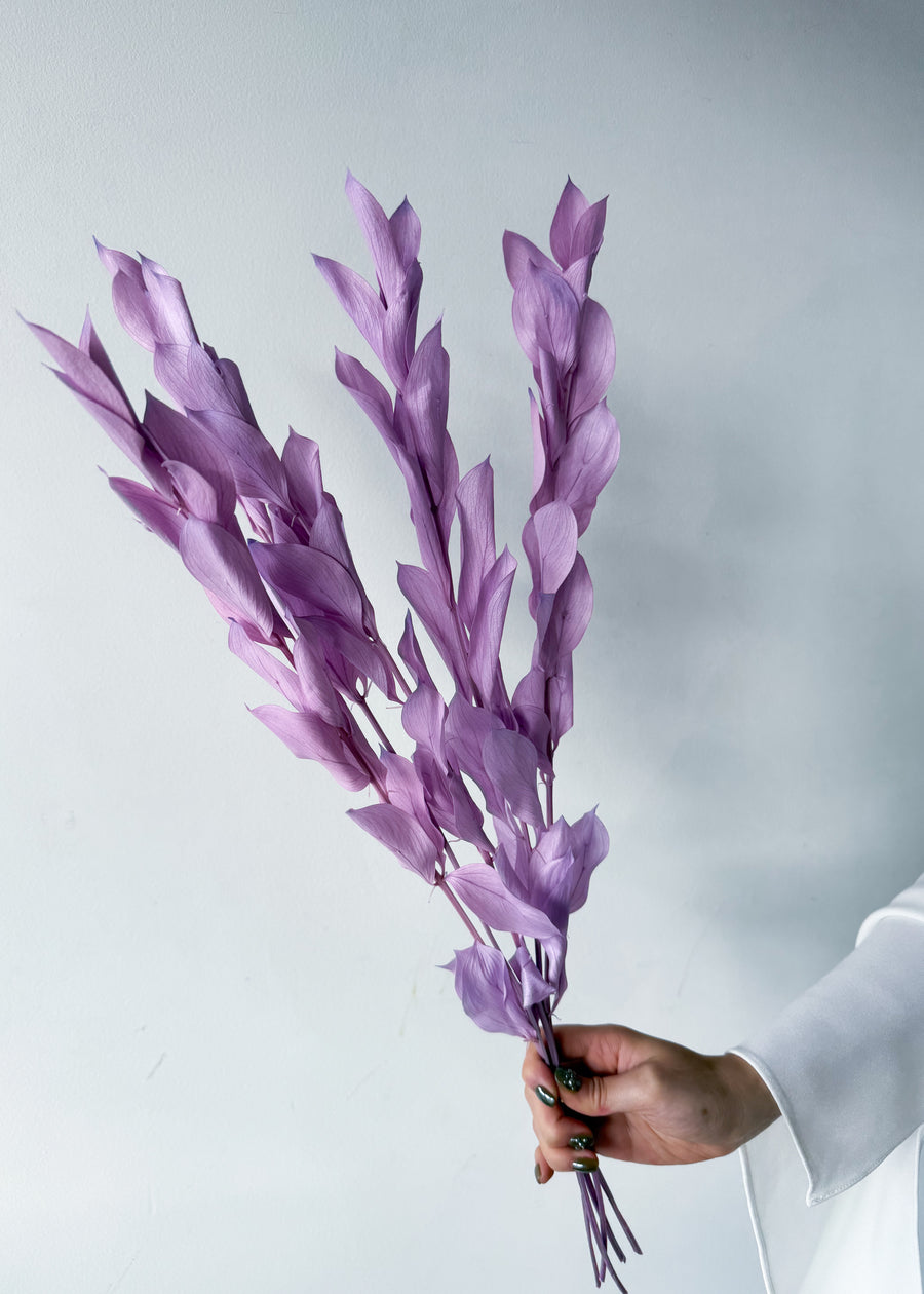 ISRAEILI RUSCUS | LAVENDER