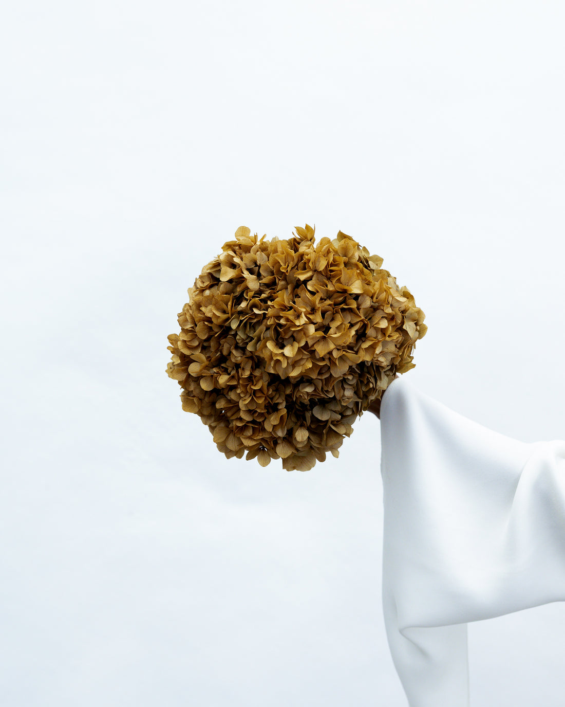 PRESERVED HYDRANGEA STEM I NATURAL | LARGE-LEAF