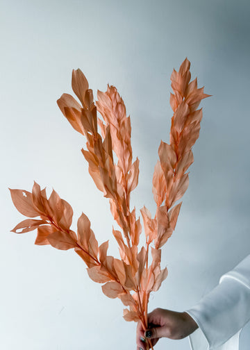 ISRAEILI RUSCUS | CORAL