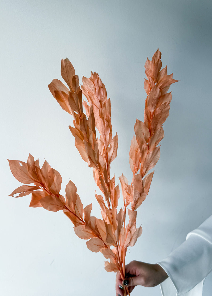 ISRAEILI RUSCUS | CORAL