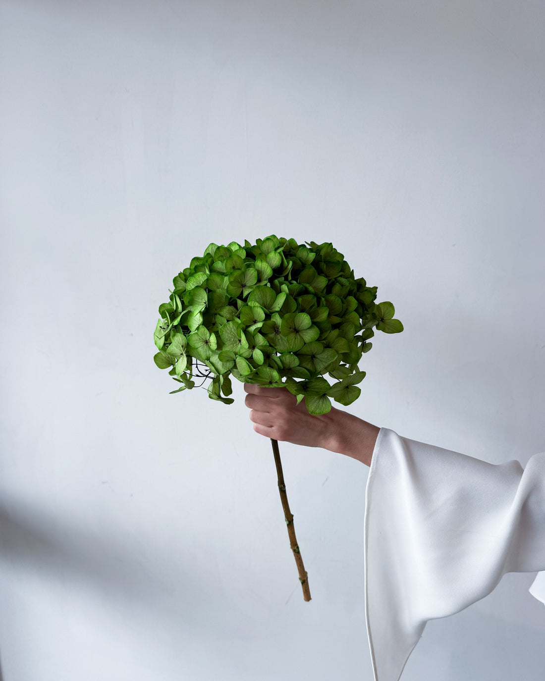 PRESERVED HYDRANGEA STEM I KELLY GREEN I LARGE-LEAF