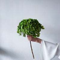 PRESERVED HYDRANGEA STEM I KELLY GREEN I LARGE-LEAF