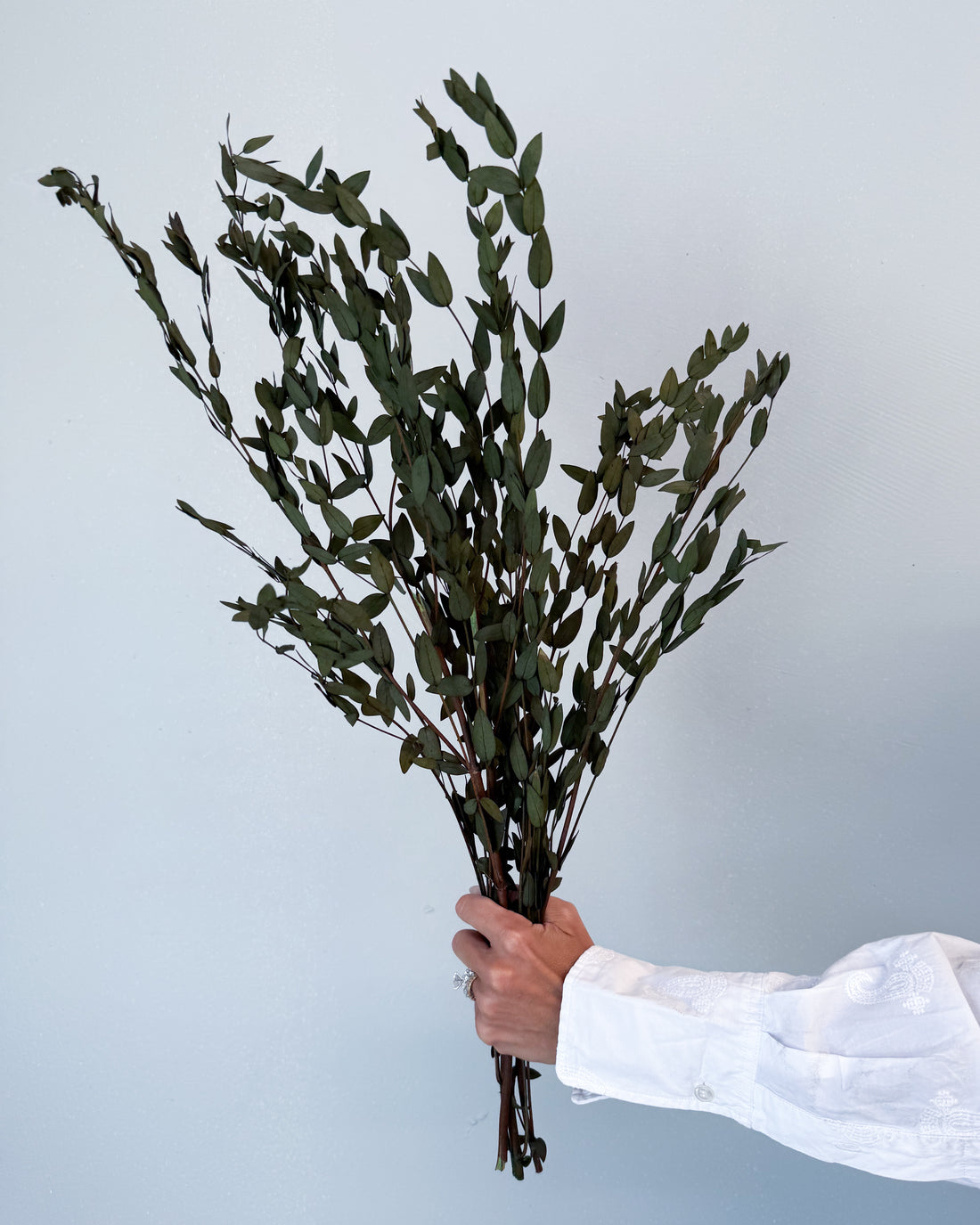 PRESERVED SMALL-LEAF GUM | OLIVE GREEN