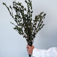 PRESERVED SMALL-LEAF GUM | OLIVE GREEN