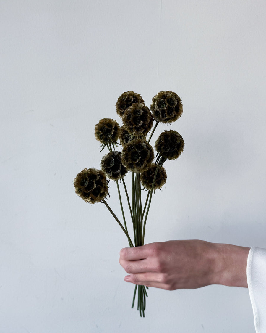 PRESERVED SCABIOSA | OLIVE GREEN