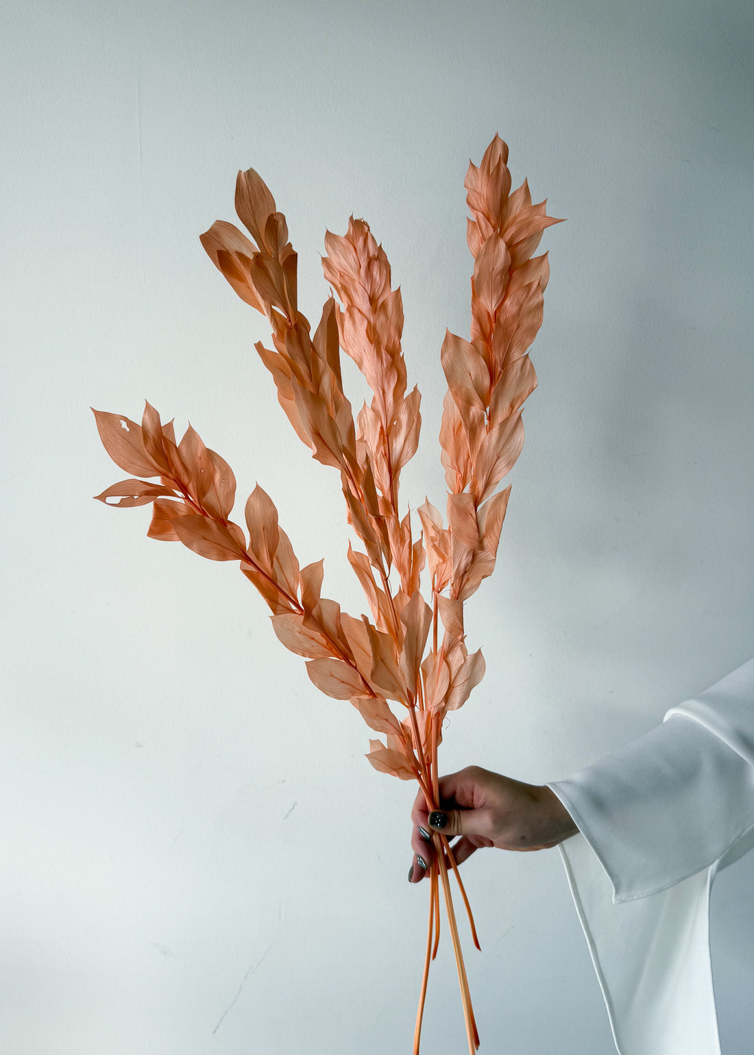 ISRAEILI RUSCUS | CORAL